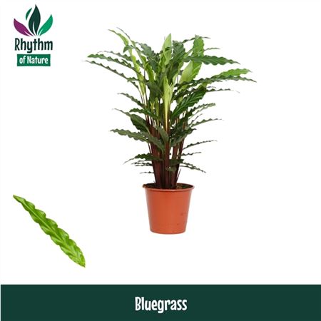 Calathea Bluegrass