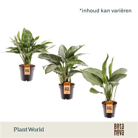 Aglaonema Mixed