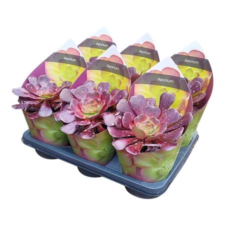 Aeonium Arboreum Potcover