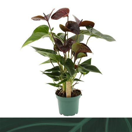 Anth An Essencia 5+ (amazone)