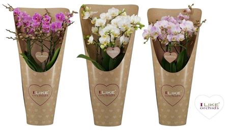 Phal 4/6st Duetto Multi Mix 60+ Potcover (levo)