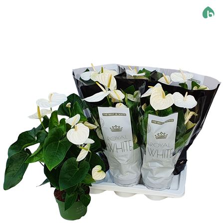 Anth An Royal White Alaska 5+