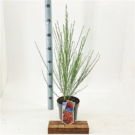 Cytisus Preacox Boskoop Ruby