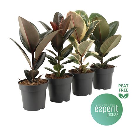 Ficus El Mix 3-4srt