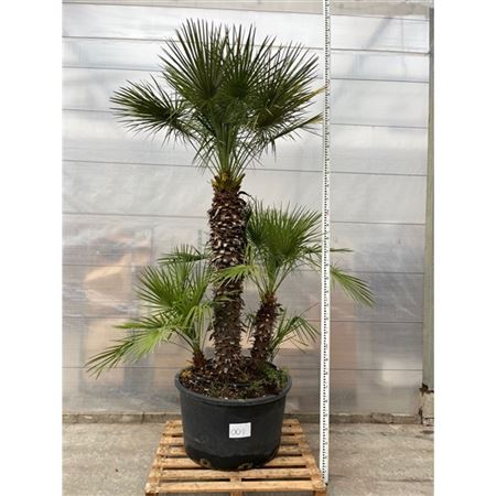Chamaerops Humilis Nr. 001