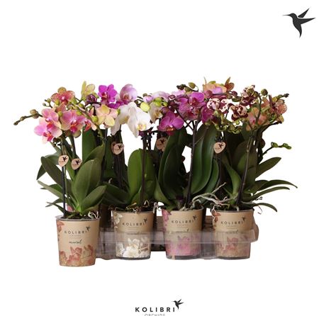 Phal 2st Little Kolibri Mix Xl Big Flower 22+ (ok)