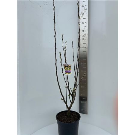 Malus Golden Hornet