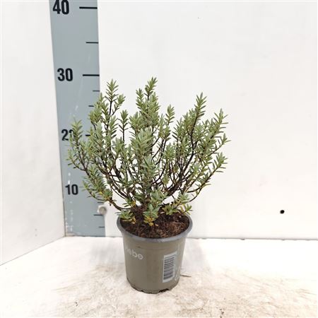 Hebe Pimeleoides