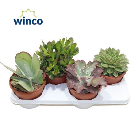 Succulent Mix Prime