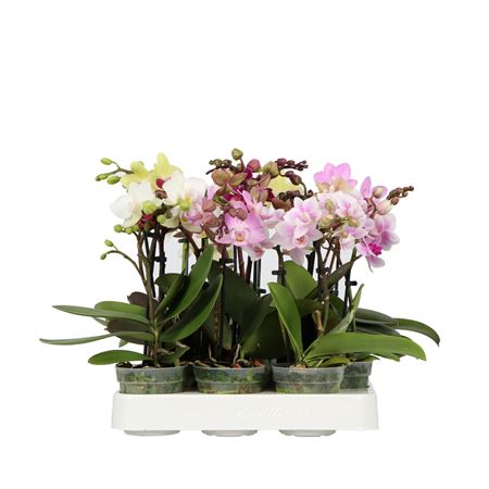 Phal 1/2st Mix (opti)