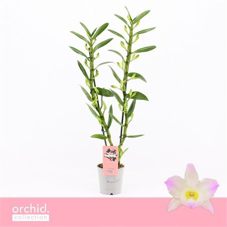 Dendr Nob 2st Kumiko Orchid Collection