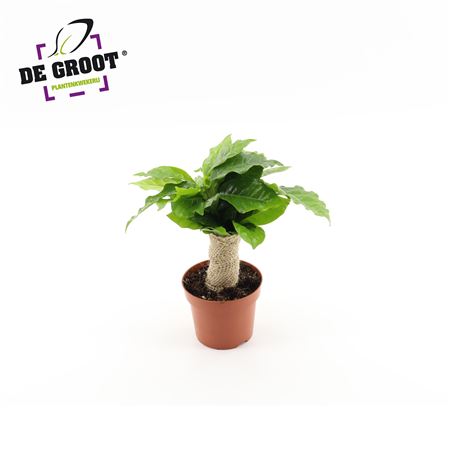 Coffea Arabica Jute Stam