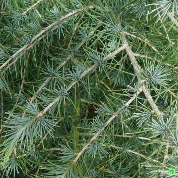 Кедр гималайский Филинг Блю