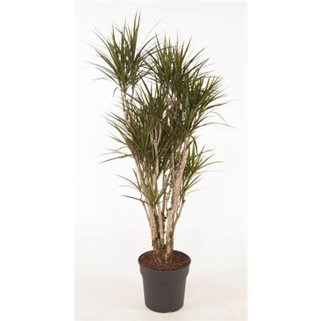 Drac Marginata Branched