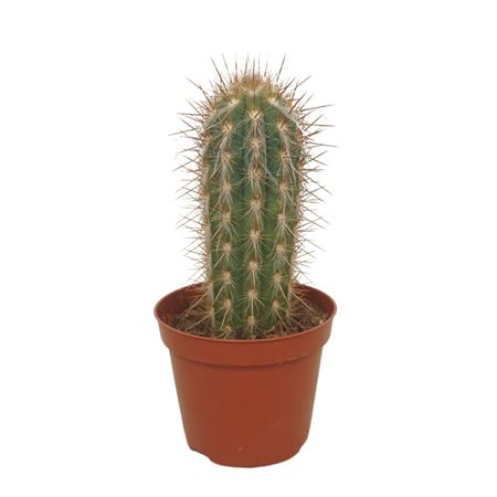 Pilosocereus Gounelli