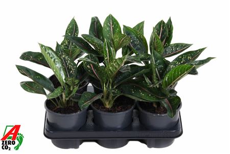 Aglaonema Green Star