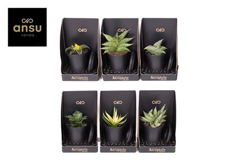 Xerophyte Collection - Sansevieria Mix