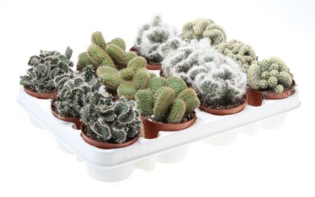 Cactus Cristaat Mix
