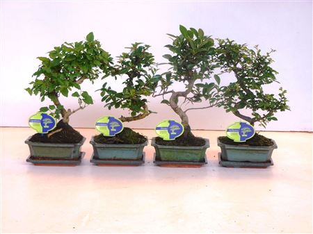 Bonsai Mix S-shape With Drip Tray