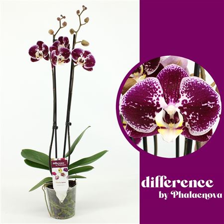 Phal 2st Compilation 14+ (phalaenova)