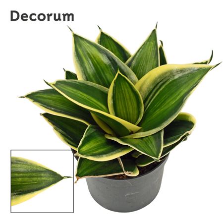 Sansevieria Hahnii Stars & Stripes (dec)