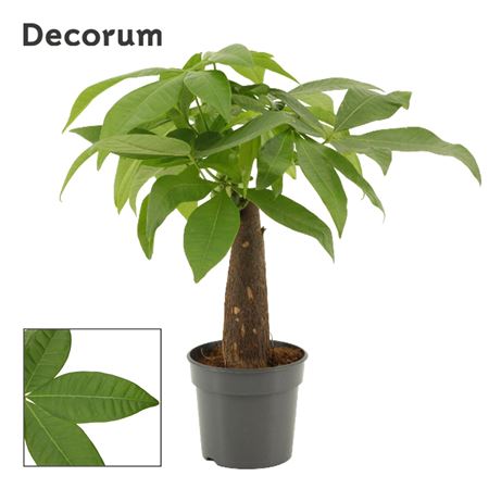 Pachira Trunk (decorum)