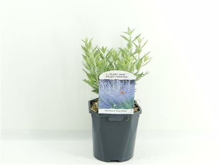 Perovskia Atr Blue Spire