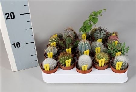 Cactus Mix Aparte + Name Ticket