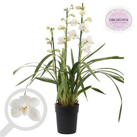 Cymbidium 3st White