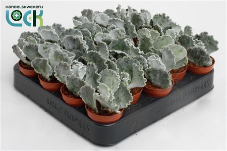 Cotyledon Undulata.