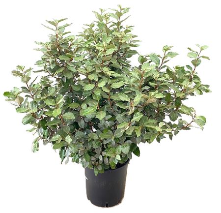 Elaeagnus Ebingeij