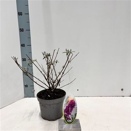 Buddleja Dav Royal Red