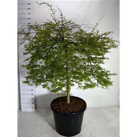 Acer Palm Emerald Lace