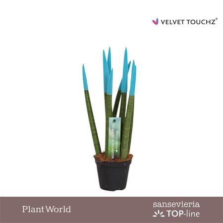 Sansevieria Velvet Touchz Big Blue