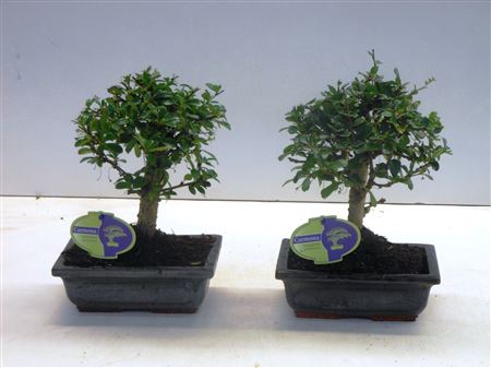 Bonsai Carmona Macrophylla, 20., Broom, Without