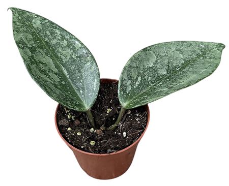 Hoya Rimba Perak