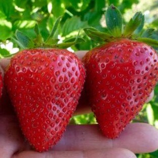 Земляника Эприка