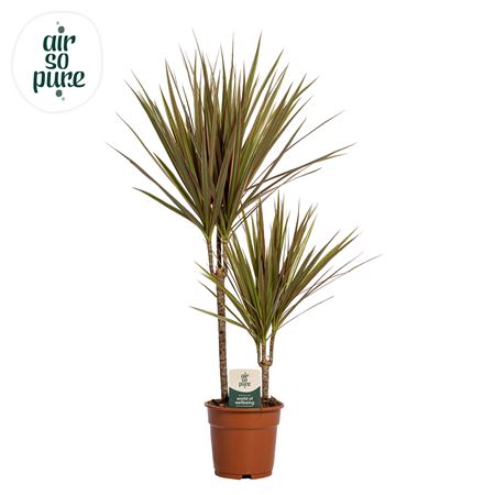 Drac Bicolor 30-10 (air So Pure)