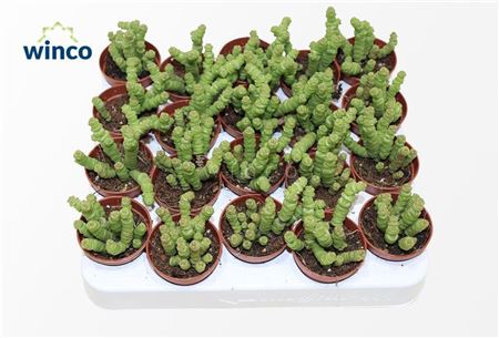 Crassula Marneriana Mini