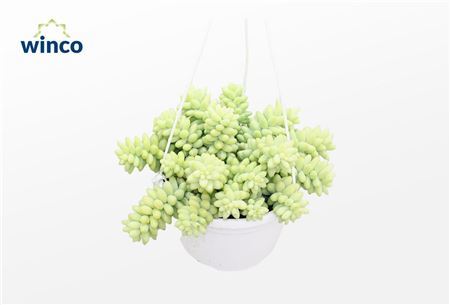 Sedum Burrito (hanging Basket)