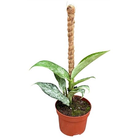 Rhaphidophora Elliptica Mint