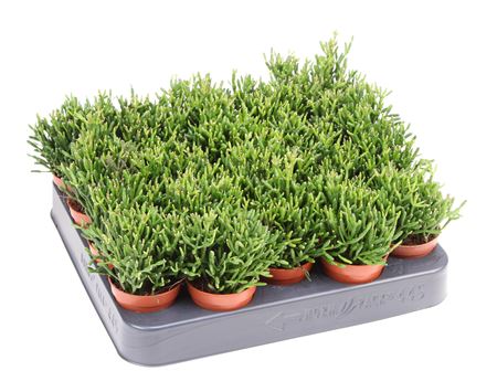 Rhipsalis Baccifera Hatiora