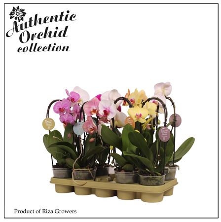 Phal 1st Authentic Flow Mix 6+ (mimesis)