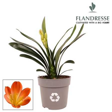 Clivia Orange Medium
