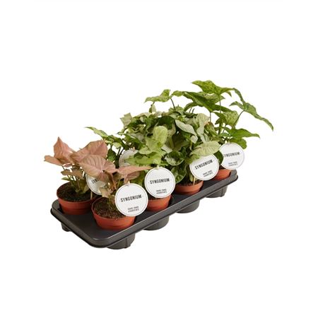 Syngonium Mix