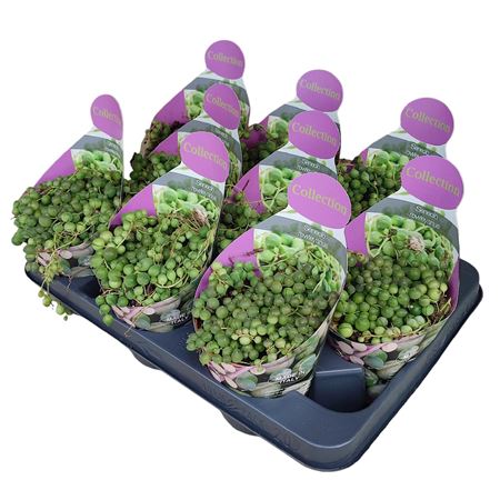 Senecio Rowleyanus Potcover