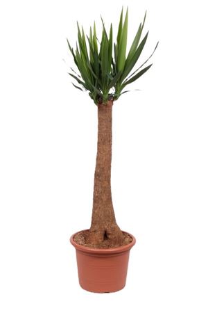 Yucca Maya Rechte Stam 90cm