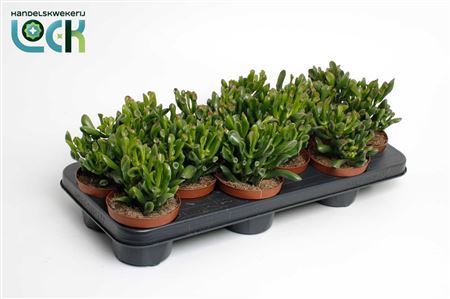 Crassula Horn Tree