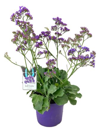 Limonium Salt Lake.