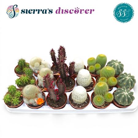 Cactus Mix (deluxe)